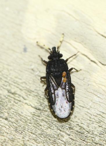 Aradus flavicornis